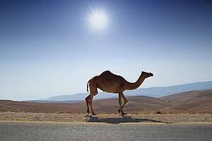 Desert Road Camel by Photos8.com