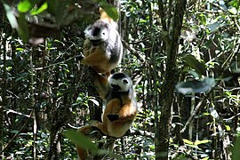 Diadeemsifaka (Propithecus diadema)