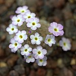 Dionysia iranshahrii