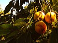 Plody tomelu viržinského