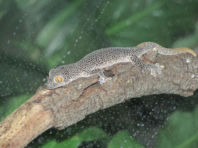Description de l'image Diplodactylus taenicauda 1.jpg.