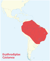 Erythrodiplax Castanea