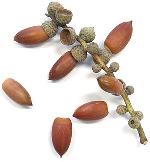 An oak twig with acorns