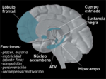 Miniatura para Neuroanatomía de la intimidad