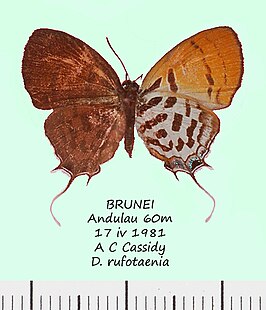 Drupadia rufotaenia