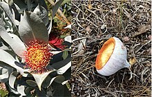 Open flower of Eucalyptus macrocarpa, next to a shed operculum Eucalyptus macrocarpa flower operculum.jpg