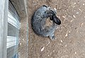 Flemish Giant rabbit