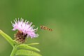 3. Centaurea jacea