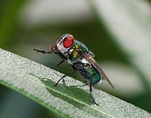 A blow fly (Female Chrysomya albiceps)