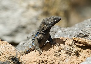 Тенерифе айрымканда Канар кеселекке (Gallotia galloti).