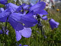 Eine Glockenblume--->Sollte Campanula scheuchzeri sein. (Durch die nickenden Blütenknospen von Campanula rotundifolia unterschieden).--Fornax 12:08, 28. Okt. 2006 (CEST)