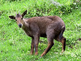 Goral-do-himalaia no monastério Chagri, Butão