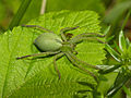 Vignette pour Micrommata virescens