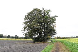 Baumgruppe über den Resten des Großsteingrabes