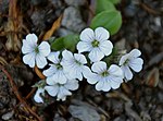 Gypsophila cerastioides