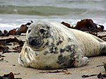 Photographie en couleurs d'un mammifère marin au pelage blanc et beige tacheté de gris, le corps allongé sur la sable.