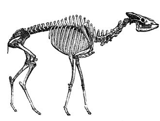 Скелет ископаемого жирафа Helladotherium