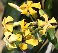 Flowers close up