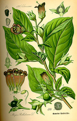 Vaistinė šunvyšnė (Atropa belladonna)