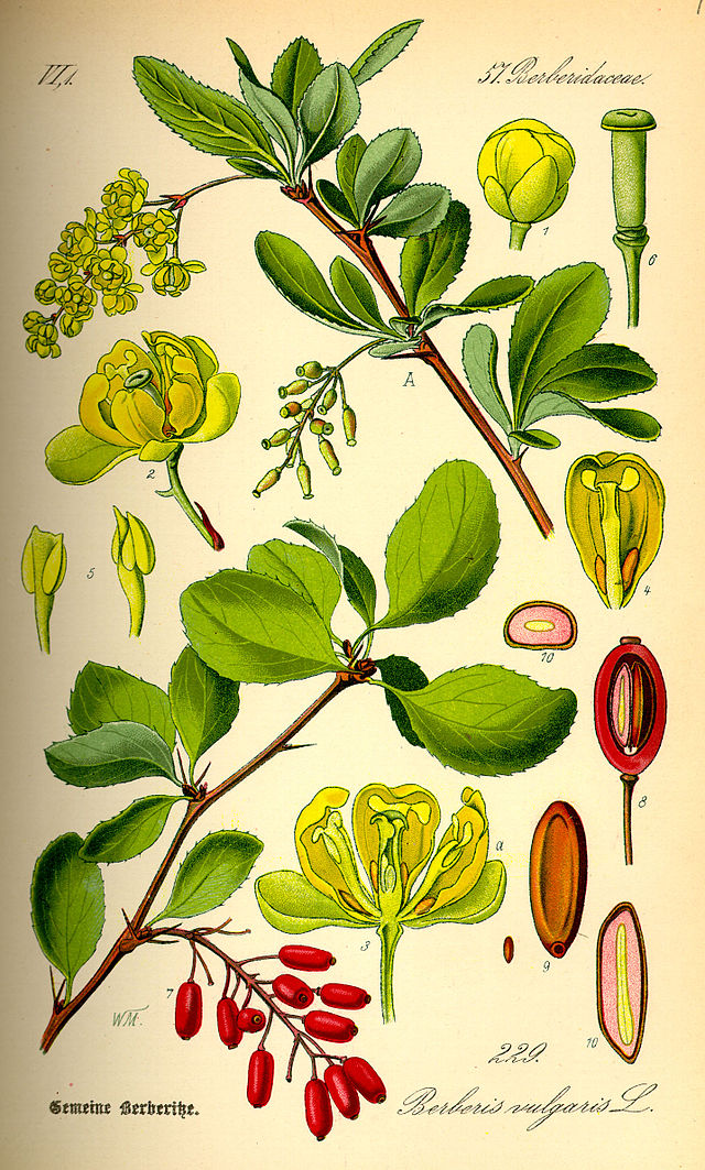 Description de l'image Illustration Berberis vulgaris0.jpg.