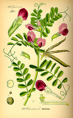 Müsbongen (Vicia sativa), tiaknang