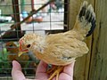 Jeune poulet Nagasaki fauve à queue noire