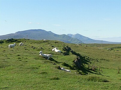 Weiden von Keoldale, im Hintergrund Beinn Spionnaidh, Cranstackie und Foinaven