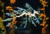 Dragón de mar foliáceo