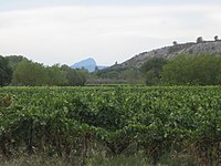 Les vignes, la roque d'Aubais et le pic Saint-Loup.