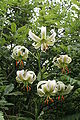 Lilium ledebourii (en)