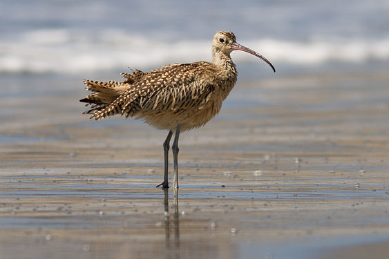 Long-billed curlew (nominated)