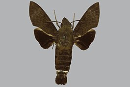 Macroglossum micacea