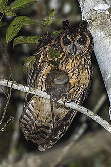 Madagascan owl (Asio madagascariensis).jpg