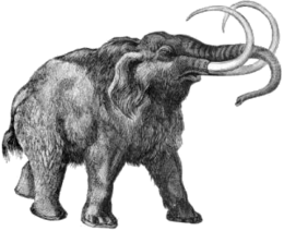 Gyapjas mamut