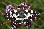 Melanargia galathea