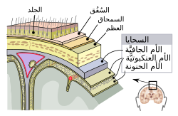 سحايا الجهاز العصبي المركزي: الأم الجافية، والأم العنكبوتية، والأم الحنون.