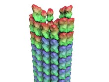 Soubor: MicrotubuleDynamicInstability.ogv