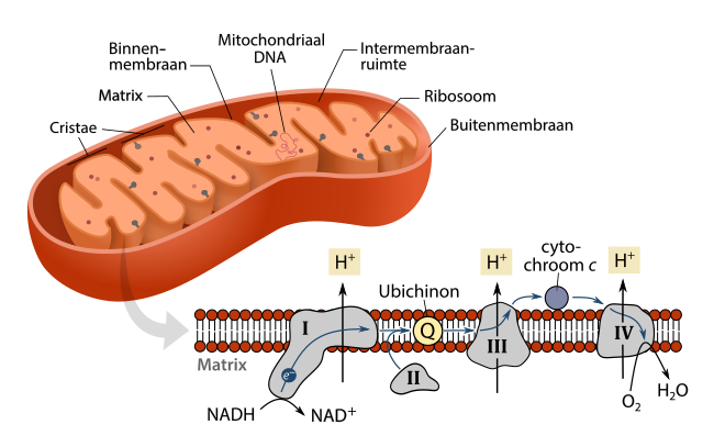 Schema van het mitochondrion, met de focus op de elektronentransportketen in haar binnenste membraan. Mitochondriën hebben aan hun binnenzijde een geplooid membraan, die de matrix scheidt van de intermembraanruimte. Tijdens de stroom van elektronen door de keten, fungeren ubichinon en cytochroom c als mobiele dragermoleculen die elektronen van eiwitcomplex naar eiwitcomplex brengen.