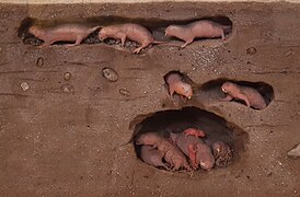 Eusocial mammal: model of naked mole-rat burrow with soldiers, workers, and queen
