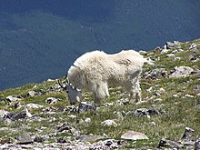 Ein struppiges weißes Tier mit kleinen schwarzen Hörnern grast an einem Berghang mit einem Wald im Hintergrund