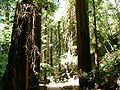 Muir Woods National Monument, Kalifornien, USA