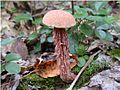 Netzstiel-Rippensporröhrling Boletellus russellii