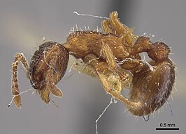 Myrmica ademonia