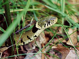 Rantakäärme (Natrix natrix)