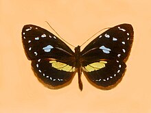 Nymphalidae - Elzunia humboldt bonplandii.JPG