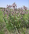 Onosma polychroma dans la région de Saratov (Russie)