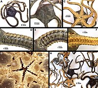 Ophioderma africanum