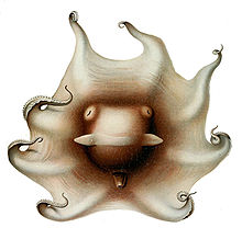 Drawing of a brown octopus from above