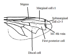 Orthonevra sp. wing diagram