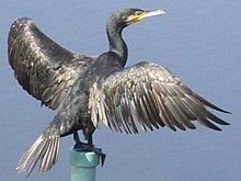 Great cormorant standing on post with wings extended